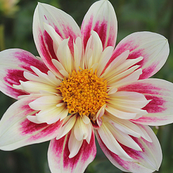 X 10 DAHLIA FASHION MONGER I
