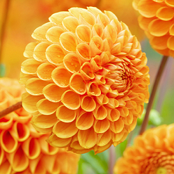X 10 DAHLIA SOUVENIR D'ETE I