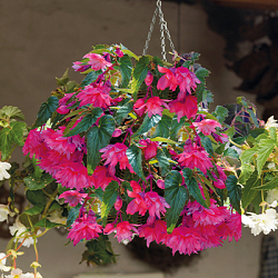 X 25 BEGONIA PENDULA PINK 4/5