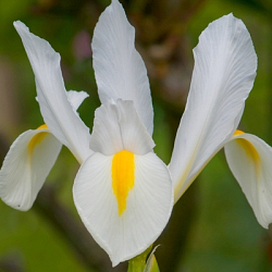 X 100 IRIS HOLLANDICA WHITE VAN VLIET 7/8