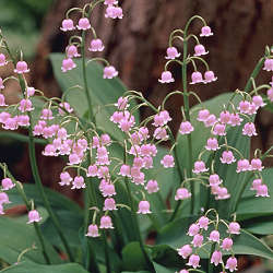 X 25 CONVALLARIA MAJALIS ROSEA I
