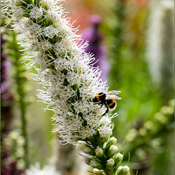 X 25 LIATRIS FLORISTAN WHITE 12/14