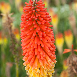 X 25 TRITOMA (KNIPHOFIA) ALCAZAR I
