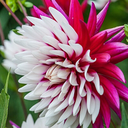 X 10 DAHLIA REBECCA'S WORLD I