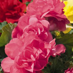 X 25 BEGONIA GRANDIFLORA PINK 5/6