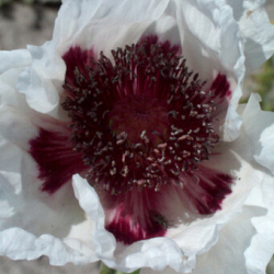 X 25 PAPAVER PERRYS WHITE I