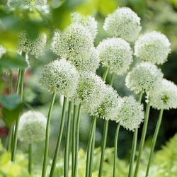 X   25 ALLIUM MOUNT EVEREST 20/+