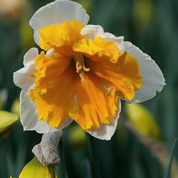 X 100 NARCISSUS ORANGERY 12/14