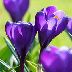 X 250 CROCUS FLOWER RECORD 8/9
