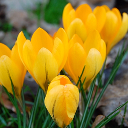 X 100 CROCUS GOLDEN YELLOW 8/9