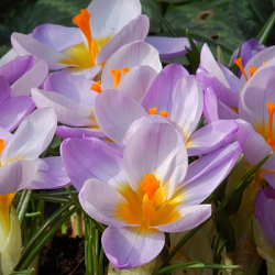 X 100 CROCUS SPECIE SIEBERI FIREFLY 5/+