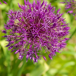 X 100 ALLIUM PURPLE RAIN 12/14