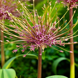 X   25 ALLIUM SCHUBERTII 12/14