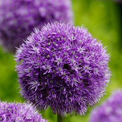 X   25 ALLIUM HIS EXCELLENCY 18/20