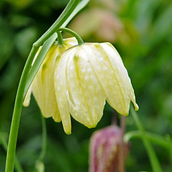 X 100 FRITILLARIA MELEAGRIS ALBA 5/+