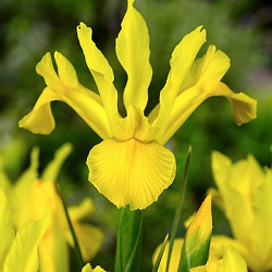 X 100 IRIS HOLLANDICA ROYAL YELLOW 7/8