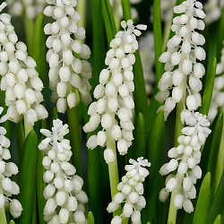 X 100 MUSCARI BOTRYOIDES ALBUM 6/+
