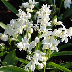 X 100 SCILLA SIBERICA ALBA 7/8