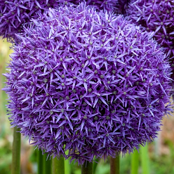 X   25 ALLIUM GLOBEMASTER 20/+