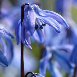 X 100 SCILLA SIBERICA SPRING BEAUTY 8/9