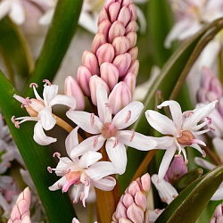 X 100 SCILLA BIFOLIA ROSEA 5/+