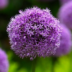 X   25 ALLIUM GLADIATOR 20/+