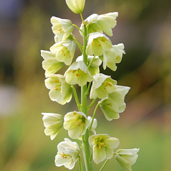X   10 FRITILLARIA PERSICA IVORY BELLS 20/+