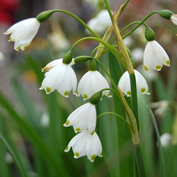 X 100 LEUCOJUM AESTIVUM GRAVETYE GIANT 12/14