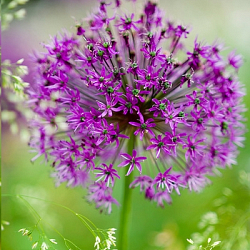 X 100 ALLIUM PURPLE SENSATION 12/14