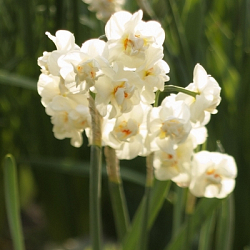 X 100 NARCISSUS SIR WINSTON CHURCHILL 12/14