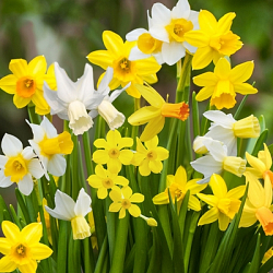 X 100 NARCISSUS BOTANISCH GEMENGD 12/14