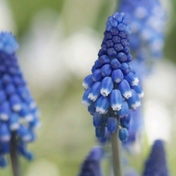 X 100 MUSCARI BOTRYOIDES SUPERSTAR 6/+