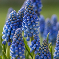 X 100 MUSCARI ARMENIACUM 8/9