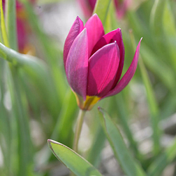 X 100 TULIPA PULCH. VIOLACEA GEEL HART 5/6