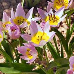 X 100 TULIPA SAXATILIS 6/7