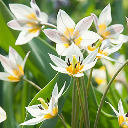 X 250 TULIPA TURKESTANICA 7/+