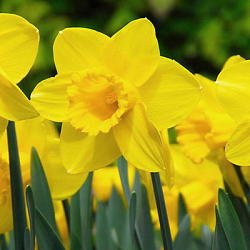 X 100 NARCISSUS CARLTON 14/16