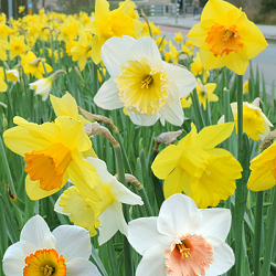 X 100 NARCISSUS GROOTKRONIG GEMENGD 14/16