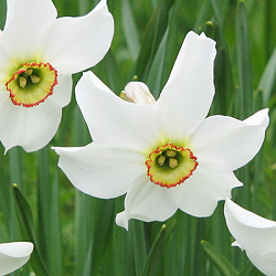 X 100 NARCISSUS RECURVUS (PHAESANTS EYE) 12/14