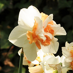 X 100 NARCISSUS MY STORY 12/14