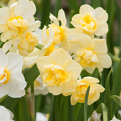 X 100 NARCISSUS YELLOW CHEERFULNESS 12/14