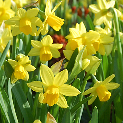 X 250 NARCISSUS TÊTE-À-TÊTE 12/14