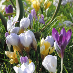X 100 CROCUS BOTANISCH GEMENGD 5/+