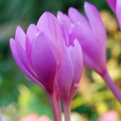 X   10 COLCHICUM AUTUMNALE 13/+