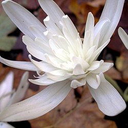 X   10 COLCHICUM AUTUMNALE ALBOPLENUM 13/+