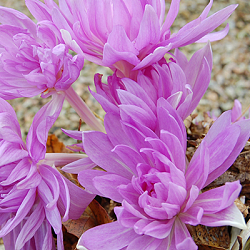 X   10 COLCHICUM WATERLILY 16/+