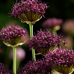X 100 ALLIUM ATROPURPUREUM 10/+