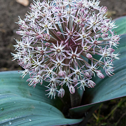 X 100 ALLIUM KARATAVIENSE 12/14