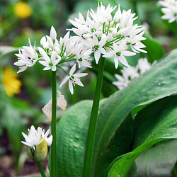 X 100 ALLIUM URSINUM I