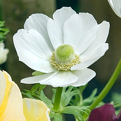 X 100 ANEMONE CORONARIA BRIDE 5/6